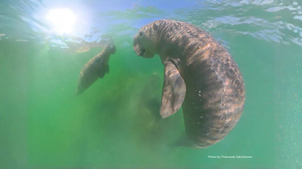 Protect Thai Dugongs